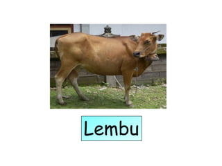 Lembu
 