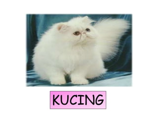 KUCING
 