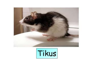 Tikus
 
