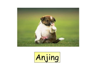 Anjing
 