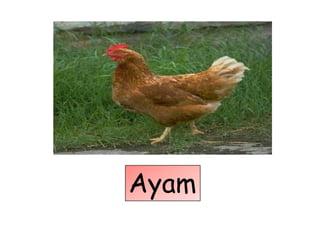 Ayam
 