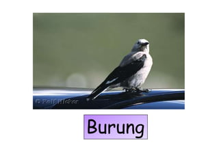 Burung
 