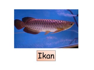 Ikan
 