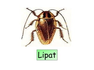 Lipat
 