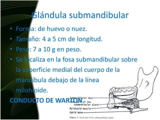 Glándula submandibularForma: de huevo o nuez. Tamaño: 4 a 5 cm de longitud.Peso: 7 a 10 g en peso. Se localiza en la fosa submandibular sobre 	la superficie medial del cuerpo de la 	mandíbula debajo de la línea milohioide.CONDUCTO DE WARTON