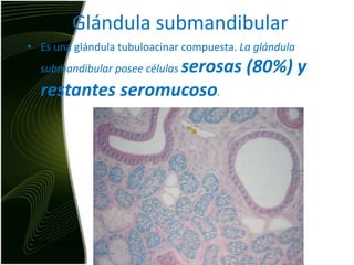 Glándula submandibularEs una glándula tubuloacinar compuesta. La glándula submandibular posee células serosas (80%) y restantes seromucoso.Acino seroso