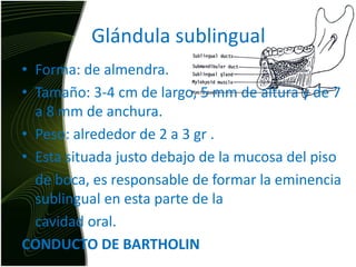 Glándula sublingualForma: de almendra. Tamaño: 3-4 cm de largo, 5 mm de altura y de 7 a 8 mm de anchura.Peso: alrededor de 2 a 3 gr . Esta situada justo debajo de la mucosa del piso 	de boca, es responsable de formar la eminencia sublingual en esta parte de la 	cavidad oral. CONDUCTO DE BARTHOLIN