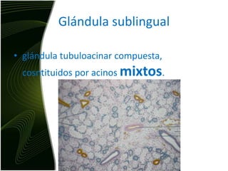 Glándula sublingualglándula tubuloacinar compuesta, cosntituidos por acinosmixtos. 