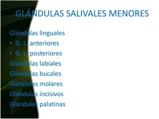 GLÁNDULAS SALIVALES MENORESGlándulas lingualesG. L. anterioresG. L. posterioresGlándulas labialesGlándulas bucalesGlándulas molaresGlándulas incisivosGlándulas palatinas