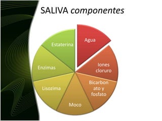 SALIVA componentes