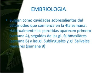 EMBRIOLOGIASurgen como cavidades sobresalientes del estomodeo que comienza en la 4ta semana . Habitualmente las parotidas aparecen primero (semana 4), seguidas de las gl. Submaxilares (semana 6) y las gl. Sublinguales y gl. Salivales menores (semana 9)