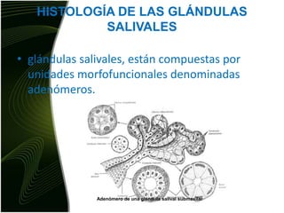 HISTOLOGÍA DE LAS GLÁNDULAS SALIVALESglándulas salivales, están compuestas por unidades morfofuncionales denominadas adenómeros.Adenómero de una glándula salival submaxilar