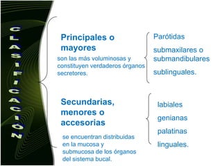 Parótidassubmaxilares o submandibularessublinguales.Principales o mayoresson las más voluminosas y constituyen verdaderos órganos secretores. CLASIFICACIÓNSecundarias, menores o accesoriaslabiales genianas palatinas linguales.se encuentran distribuidas en la mucosa y submucosa de los órganos del sistema bucal. 