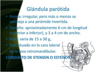 Glándula parótidaForma: irregular, pero más o menos se asemeja a una pirámide invertida. Tamaño: aproximadamente 6 cm de longitud (superior a inferior), y 3 a 4 cm de ancho. Peso: varía de 15 a 30 g,  Está situado en la cara lateral 	de la fosa retromandibular.CONDUCTO DE STENSEN O ESTENON