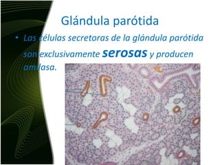 Glándula parótidaLas células secretoras de la glándula parótida son exclusivamente serosas y producen amilasa.