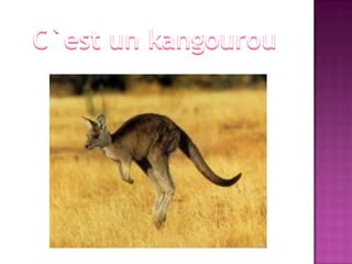 C`est un kangourou