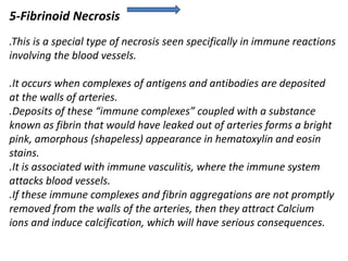 5-Fibrinoid Necrosis
.This is a special type of necrosis seen specifically in immune reactions
involving the blood vessels.
.It occurs when complexes of antigens and antibodies are deposited
at the walls of arteries.
.Deposits of these “immune complexes” coupled with a substance
known as fibrin that would have leaked out of arteries forms a bright
pink, amorphous (shapeless) appearance in hematoxylin and eosin
stains.
.It is associated with immune vasculitis, where the immune system
attacks blood vessels.
.If these immune complexes and fibrin aggregations are not promptly
removed from the walls of the arteries, then they attract Calcium
ions and induce calcification, which will have serious consequences.
 