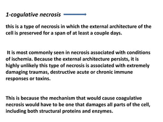 1-cogulative necrosis
this is a type of necrosis in which the external architecture of the
cell is preserved for a span of at least a couple days.
It is most commonly seen in necrosis associated with conditions
of ischemia. Because the external architecture persists, it is
highly unlikely this type of necrosis is associated with extremely
damaging traumas, destructive acute or chronic immune
responses or toxins.
This is because the mechanism that would cause coagulative
necrosis would have to be one that damages all parts of the cell,
including both structural proteins and enzymes.
 