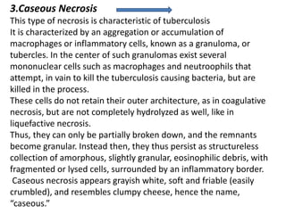 3.Caseous Necrosis
This type of necrosis is characteristic of tuberculosis
It is characterized by an aggregation or accumulation of
macrophages or inflammatory cells, known as a granuloma, or
tubercles. In the center of such granulomas exist several
mononuclear cells such as macrophages and neutroophils that
attempt, in vain to kill the tuberculosis causing bacteria, but are
killed in the process.
These cells do not retain their outer architecture, as in coagulative
necrosis, but are not completely hydrolyzed as well, like in
liquefactive necrosis.
Thus, they can only be partially broken down, and the remnants
become granular. Instead then, they thus persist as structureless
collection of amorphous, slightly granular, eosinophilic debris, with
fragmented or lysed cells, surrounded by an inflammatory border.
Caseous necrosis appears grayish white, soft and friable (easily
crumbled), and resembles clumpy cheese, hence the name,
“caseous.”
 