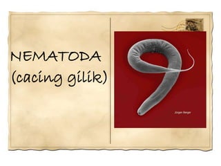 NEMATODA
(cacing gilik)
 