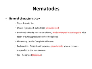 Nematodes
• General characteristics –
• Size – 1mm to 1 m
• Shape - Elongated, Cylindrical, Unsegmented
• Head end – Hooks and sucker absent, Well developed buccal capsule with
teeth or cutting plates seen in some species.
• Alimentary canal – Complete with anus.
• Body cavity – Present and known as psuedocoele. viscera remains
suspended in the pseudocoele.
• Sex – Separate (Dioecious)
 