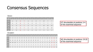 Consensus Sequences
pos 1 2 3 4 5 6 7 8 9 10 11
AT A G G T A A G T AT T T
CE A G G T A A G T T T T
DM A G G T A A G T AT AT AT
DR A G G T A A G T A AT AT
HS A G G T A A G T X X X
pos 1 2 3 4 5 6 7 8 9 10 11 12 13 14 15 16 17 18 19 20 21
AT T T T T T T T T T T T T T T T T G C A G G
CE AT AT AT AT AT AT AT AT AT AT AT AT AT T T T T C A G A
DM AT AT AT T T T T T T T T T T T T T T C A G A
DR T T T T T T T T T T T T T T T T T C A G G
HS T T T T T T T T T T T T T T T T X C A G G
Donor:
Acceptor:
GT dinucleotide at positions 3-4
of the examined sequence
AG dinucleotide at positions 19-20
of the examined sequence
 