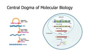 Central Dogma of Molecular Biology
 