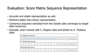 Evaluation: Score Matrix Sequence Representation
• Accurate and stable representation as well.
• Performs better than binary representation.
• Consensus sequence extracted from the classify data converges to target
data consensus.
• Example, when trained with C. Elegans data and tested on A. Thaliana
data:
C. Elegans Consensus:
AT AT AT AT AT AT AT AT AT AT AT AT AT T T T T C A G A
A. Thaliana Consensus:
T T T T T T T T T T T T T T T T G C A G G
Extracted Consensus:
T T T T T T T T T T T T T T T T T C A G G
 