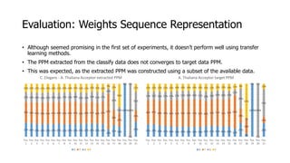 Evaluation: Weights Sequence Representation
• Although seemed promising in the first set of experiments, it doesn’t perform well using transfer
learning methods.
• The PPM extracted from the classify data does not converges to target data PPM.
• This was expected, as the extracted PPM was constructed using a subset of the available data.
27% 26% 24% 24% 24% 24% 25% 23% 24% 24% 24% 25% 25% 24% 24%
14%
22% 19%
100%
0%
28%
39% 39% 41% 40% 41% 41% 40% 42% 41% 43% 39% 40% 41% 40% 42% 67%
28%
25%
0%
0%
22%
19% 19% 18% 19% 19% 18% 18% 19% 19% 18% 20% 19% 19% 21% 17%
10%
37%
12%
0%
100%
35%
16% 16% 17% 17% 16% 16% 17% 16% 16% 15% 16% 17% 15% 15% 16%
9% 13%
44%
0% 0%
15%
Pos.
1
Pos.
2
Pos.
3
Pos.
4
Pos.
5
Pos.
6
Pos.
7
Pos.
8
Pos.
9
Pos.
10
Pos.
11
Pos.
12
Pos.
13
Pos.
14
Pos.
15
Pos.
16
Pos.
17
Pos.
18
Pos.
19
Pos.
20
Pos.
21
C. Elegans - A. Thaliana Acceptor extracted PPM
A T G C
24% 24% 22% 21% 20% 19% 20% 19% 19% 19% 21% 21% 21% 20% 20% 16%
27%
6%
100%
0%
26%
46% 47% 48% 49% 50% 51% 52% 53% 53% 52% 48% 50% 51% 51% 53% 64%
28%
28%
0%
0%
12%
17% 16% 18% 17% 17% 17% 17% 16% 16% 17% 19% 16% 16% 18% 15%
11%
39%
1%
0%
100%
54%
15% 15% 15% 15% 15% 14% 14% 14% 14% 14% 15% 15% 13% 13% 14% 11% 9%
67%
0% 0%
10%
Pos.
1
Pos.
2
Pos.
3
Pos.
4
Pos.
5
Pos.
6
Pos.
7
Pos.
8
Pos.
9
Pos.
10
Pos.
11
Pos.
12
Pos.
13
Pos.
14
Pos.
15
Pos.
16
Pos.
17
Pos.
18
Pos.
19
Pos.
20
Pos.
21
A. Thaliana Acceptor target PPM
A T G C
 