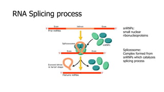 RNA Splicing process
snRNPs:
small nuclear
ribonucleoproteins
Spliceosome:
Complex formed from
snRNPs which catalyzes
splicing process
 