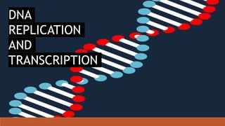 DNA
REPLICATION
AND
TRANSCRIPTION
 