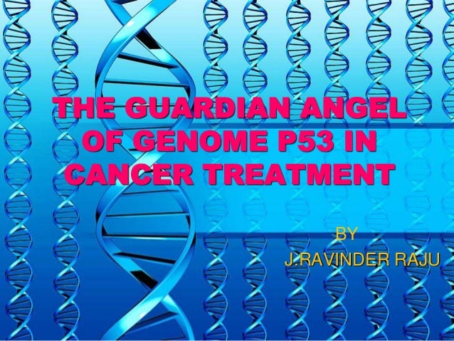 p53 guardian of genome Inhibition of tumor angiogenesis by p53: a new role for the guardian of the genome p53 as a tumor suppressor has come from studies in mice. p53 guardian of genome Inhibition of tumor angiogenesis by p53: a new role for the guardian of the genome p53 as a tumor suppressor has come from studies in mice.
