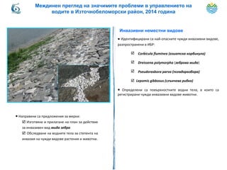 Инвазивни неместни видове
● Идентифицирани са най-опасните чужди инвазивни видове,
разпространени в ИБР:
 Corbicula fluminea (азиатска корбикула)
 Dreissena polymorphа (зеброва мида)
 Pseudorasbora parva (псевдоразбора)
 Lepomis gibbosus (слънчева рибка)
● Определени са повърхностните водни тела, в които са
регистрирани чужди инвазивни видове животни.
● Направени са предложения за мерки:
 Изготвяне и прилагане на план за действие
за инвазивен вид мида зебра
 Обследване на водните тела за степента на
инвазия на чужди видове растения и животни.
Междинен преглед на значимите проблеми в управлението на
водите в Източнобеломорски район, 2014 година
 