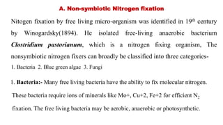 A. Non-symbiotic Nitrogen fixation
Nitogen fixation by free living micro-organism was identified in 19th century
by Winogardsky(1894). He isolated free-living anaerobic bacterium
Clostridium pastorianum, which is a nitrogen fixing organism, The
nonsymbiotic nitrogen fixers can broadly be classified into three categories-
1. Bacteria 2. Blue green algae 3. Fungi
1. Bacteria:- Many free living bacteria have the ability to fix molecular nitrogen.
These bacteria require ions of minerals like Mo+, Cu+2, Fe+2 for efficient N2
fixation. The free living bacteria may be aerobic, anaerobic or photosynthetic.
 