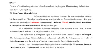 2) Yeast:-
The role of yeast in nitrogen fixation is least known however pink yeast Rhodotorula sp. isolated from
soil shows N2 fixing ability.
3) Blue Green Algae (BGA):-
BGA constitute an important group of the micro-organism capable
of fixing aerial N2. The algal members may be unicellular or filamentous in nature . The blue
green algal genera like Anabaena, Anabaenopsis, Aulosira, Nostoc, Haplosiphon, Stigonema,
Chlorogloea and Mastigocladus fix biological nitrogen.
BGA appears to be main, dominant group that fixes nitrogen in rice fields. In fresh
water lakes BGA may fix 2 to 5 kg N2/ hectare/ year.
The N2 fixation in blue green algae is associated with a special cell i.e. heterocyst.
The heterocyst ate larg, thick walled, apparently empty cells. The N2 fixing genera are localized
in the heterocyst and the activity of enzyme nitrogenase is observed in these cells.
Similarly non – heterocystous, filamentous blue green algae like Plectonema, Lyngbya
, Oscillatoria and Trichodesmium can fix atmospheric nitrogen.
 