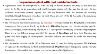 Leguminous plant with root nodule bacteria
• Leguminous crops fix atmospheric N2 with the help of nodule bacteria and they do not have self
ability to fix N2. i.e in association with viable bacterial strains only they can fix nitrogen . In this
symbiotic association between legume host and the bacterium both the partners are mutually
benefited, through formation of nodules on root. There are only 10 to 12 % plants of Leguminosae
shows presence of root nodules.
• The root nodule bacterium was isolated by Beijrinck (1888) and named it as Rhizobium. The bacteria
belonging to this genus are free living in the soil. Rhizobium is gram –ve , non-sporulating, aerobic,
motile, rod shaped, nodule forming bacterium. It is very specific in infecting the host i.e legume plant.
There are seven different groups recorded for species of Rhizobium and their host. Rhizobia can
grown well with supply of carbohydrates, vitamins, calcium and neutral pH under the laboratory
conditions.
• The root nodule bacteria can fix 100 to 200 times more N2 than free living organisms. The Rhizobia
are very specific in infecting the host. Establishment of Rhizobium inside the specific legume root and
development of the nodule is a complex process, but essential for N2 fixation.
 