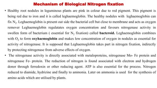 Mechanism of Biological Nitrogen fixation
• Healthy root nodules in leguminous plants are pink in colour due to red pigment. This pigment is
being red due to iron and it is called leghaemoglobin. The healthy nodules with leghaemoglobin can
fix N2. Leghaemoglobin is present out side the bacterial cell but close to membrane and acts as oxygen
remover Leghaemoglobin regulatates oxygen concentration and favours nitrogenase activity in
swollen form of bacterium ( essential for N2 fixation) called bacteroid. Leghaemoglobin combines
with O2 to form oxyhaemoglobin and makes low concentration of oxygen in nodules as essential for
activity of nitrogenase. It is supposed that Leghaemoglobin takes part in nitrogen fixation, indirectly
by protecting nitrogenase from adverse effects of oxygen.
• The nitrogenase activity is directly associated with metaloproteins, nitrogenase Mo- Fe protein and
nitrogenase Fe- protein. The reduction of nitrogen is found associated with electron and hydrogen
donor through ferredoxin or other reducing agent. ATP is also essential for the process. Nitrogen
reduced to diamide, hydrizine and finally to ammonia. Later on ammonia is used for the synthesis of
amino acids which are utilised by plants.
 