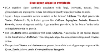 Blue green algae in symbiosis
• BGA members show symbiotic association with fungi, liverworts, mosses, ferns,
gymnosperm and angiosperms where the nitrogen fixed by algae is provided to hosts.
• Algae – fungal assosiation occurs in nature in the form of Lichens. The algal genera like
Nostoc, Calotrix.fix N2 in Lichen genera like Collema, Leptogium, Lobaria, Pannaria,
Parmelia, shows nitrogenase activity. Algal members provide N2 in the form of amino acids
to fungal partner for its growth.
• The fern Azolla shows association with algae Anabaena. Algae reside in the cavities present
on the dorsal lobe of Azolla leaf. This endophytic algae fix atmospheric nitrogen and provides
to fern.
• The species of Nostoc and Anabaena are present in coralloid root of gymnosperm genera like
Cycas, Zamia, Macro zamia, Ceratozamlia and Stangeria.
 