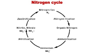 Nitrogen cycle
 