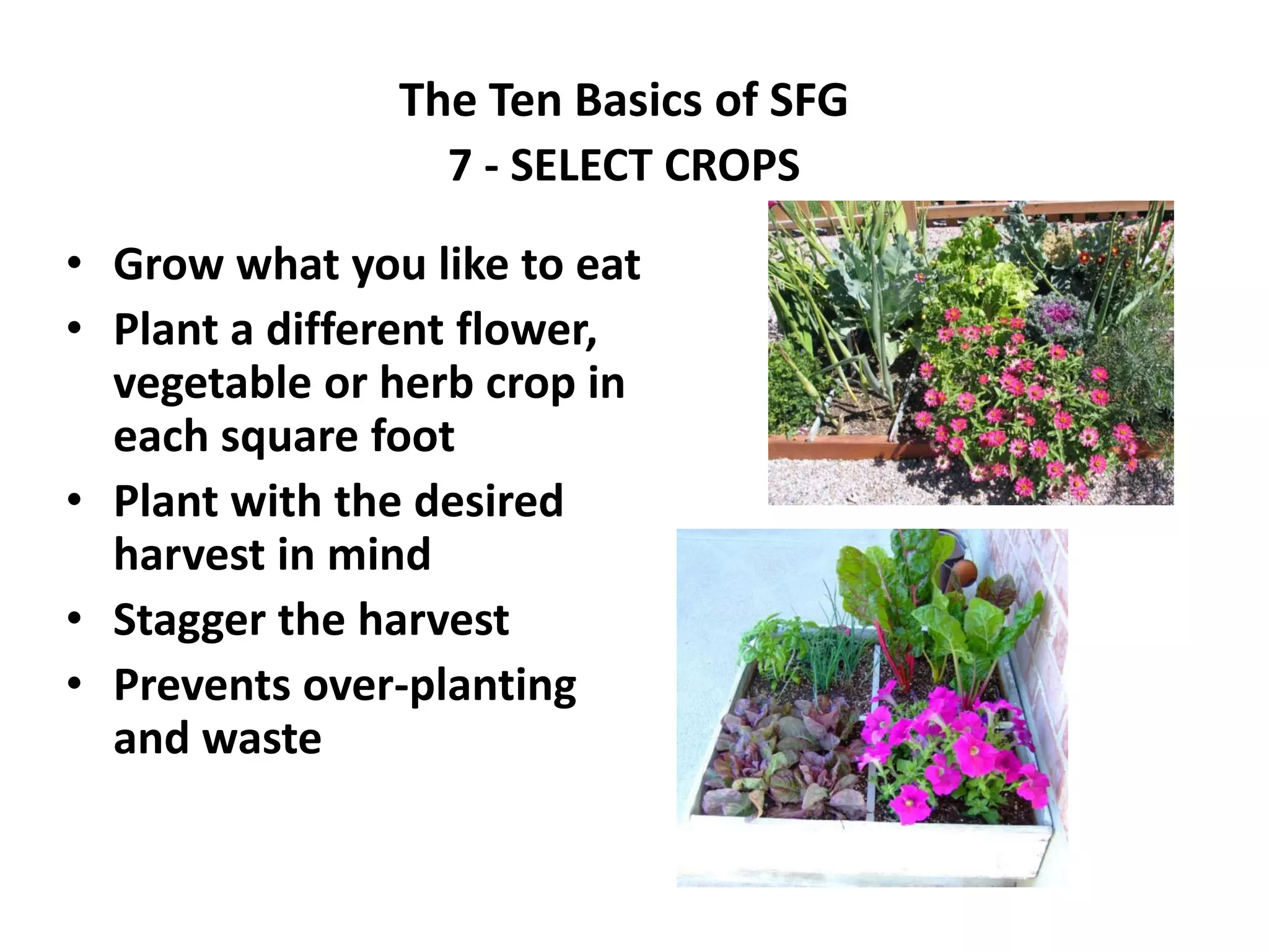 The Ten Basics of SFG
                 7 - SELECT CROPS

• Grow what you like to eat
• Plant a different flower,
  vegetable or herb crop in
  each square foot
• Plant with the desired
  harvest in mind
• Stagger the harvest
• Prevents over-planting
  and waste
 