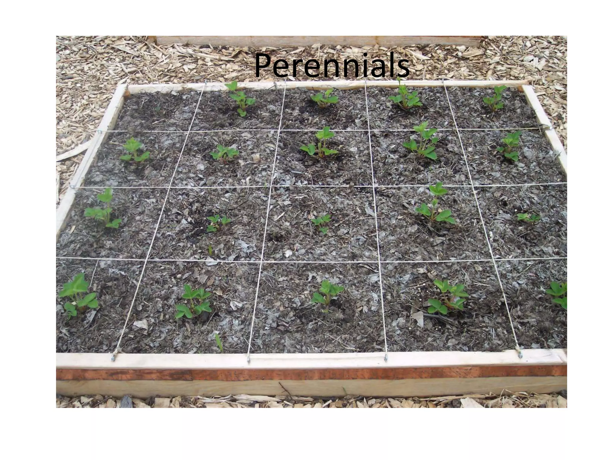 Perennials
 