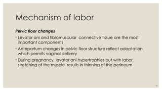 13
Mechanism of labor
Pelvic floor changes
◦ Levator ani and fibromuscular connective tissue are the most
important components
◦ Antepartum changes in pelvic floor structure reflect adaptation
which permits vaginal delivery
◦ During pregnancy, levator ani hypertrophies but with labor,
stretching of the muscle results in thinning of the perineum
 