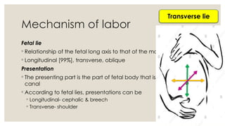 14
Mechanism of labor
Fetal lie
◦ Relationship of the fetal long axis to that of the mother
◦ Longitudinal [99%], transverse, oblique
Presentation
◦ The presenting part is the part of fetal body that is within the birth
canal
◦ According to fetal lies, presentations can be
◦ Longitudinal- cephalic & breech
◦ Transverse- shoulder
Longitudinal lie
Oblique lie
Transverse lie
 