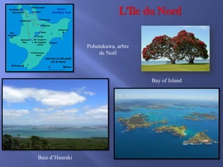 L’Ile du Nord

Pohutukawa, arbre
de Noël

Bay of Island

Baie d’Hauraki

 