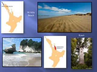 90 Mile
Beach

Kauri

 