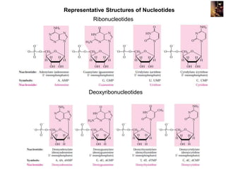 presentation_nucleic_acid__chemistry_1471270882_17307.ppt