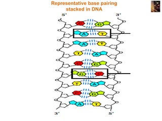 presentation_nucleic_acid__chemistry_1471270882_17307.ppt
