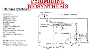 PYRIMIDINE
BIOSYNTHESIS
De-novo synthesis :
II(CPSII)
3.Aspartate
transcarbamoylase
3’Dihydroorotase
4.Dihydroorotate
dehydrogenase
5.OPRT
6.OMP decarboxylase
6’CTP synthase
7.Ribonucleotide reductase
10.Thymidylate
Synthase,N5,N10 Methyl
THF.
**CAD tri-functional enzyme
**3 rate limiting enzyme
**CPSII most regulated enzyme
 