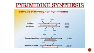 PYRIMIDINE SYNTHESIS
 