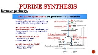 PURINE SYNTHESIS
De-novo pathway:
ATP GTP
Adenylsuccinate
synthetase
IMP
dehydrogenase
Adenylsuccinate lyase
GMP
synthetase
 